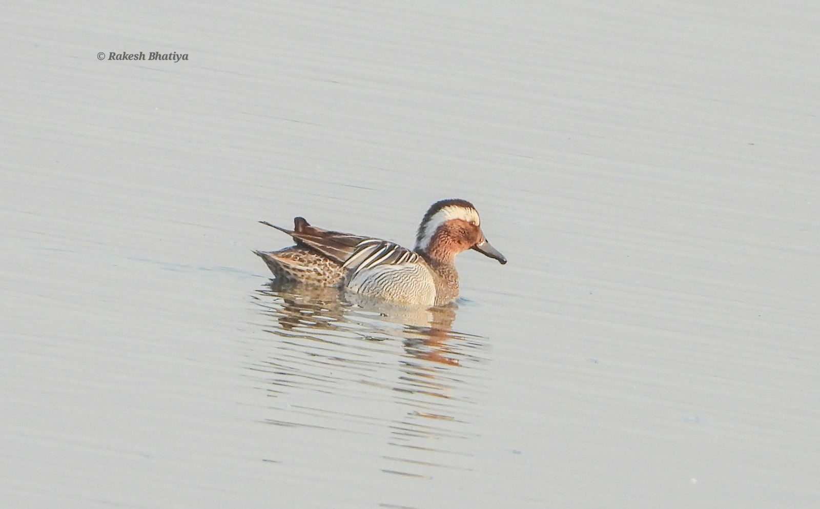 Garganey